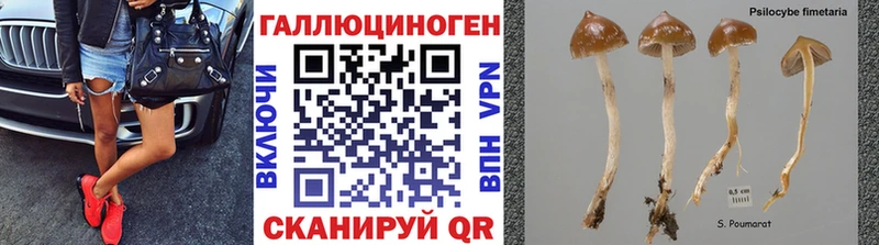 Псилоцибиновые грибы Psilocybine cubensis  что такое   blacksprut tor  Белокуриха 